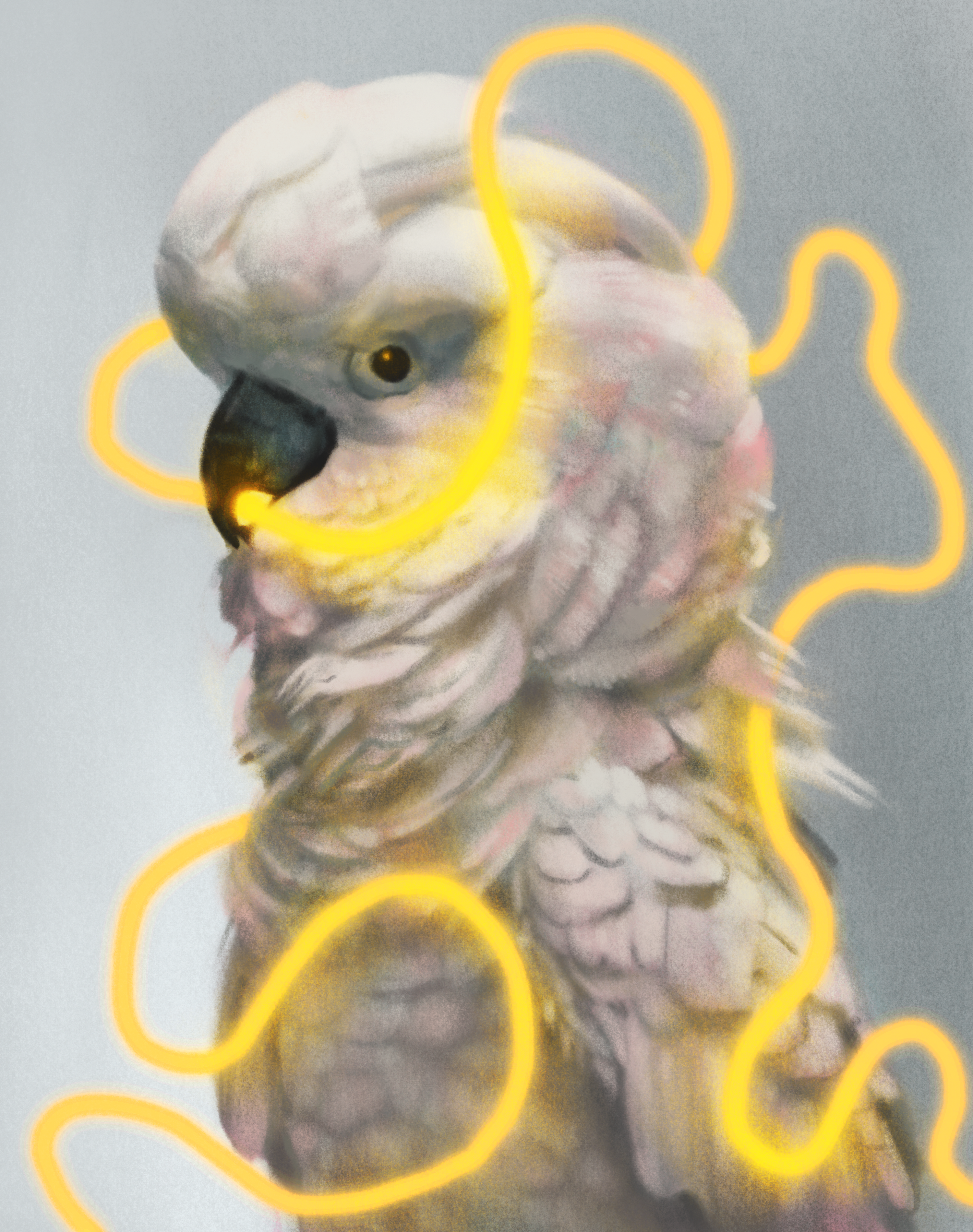 Cockatoo